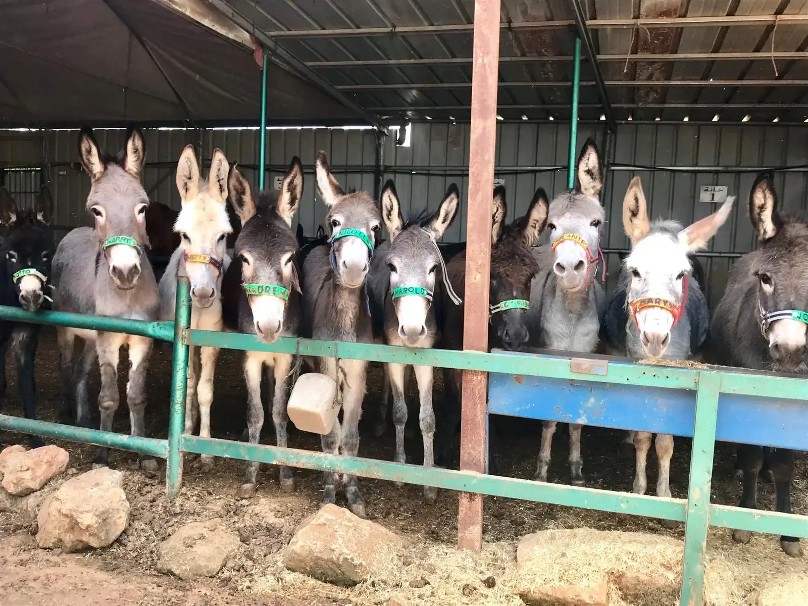 A row of rescued donkeys standing at the rail of their shelter at the Safe Haven sanctuary in Israel, looking towards the camera