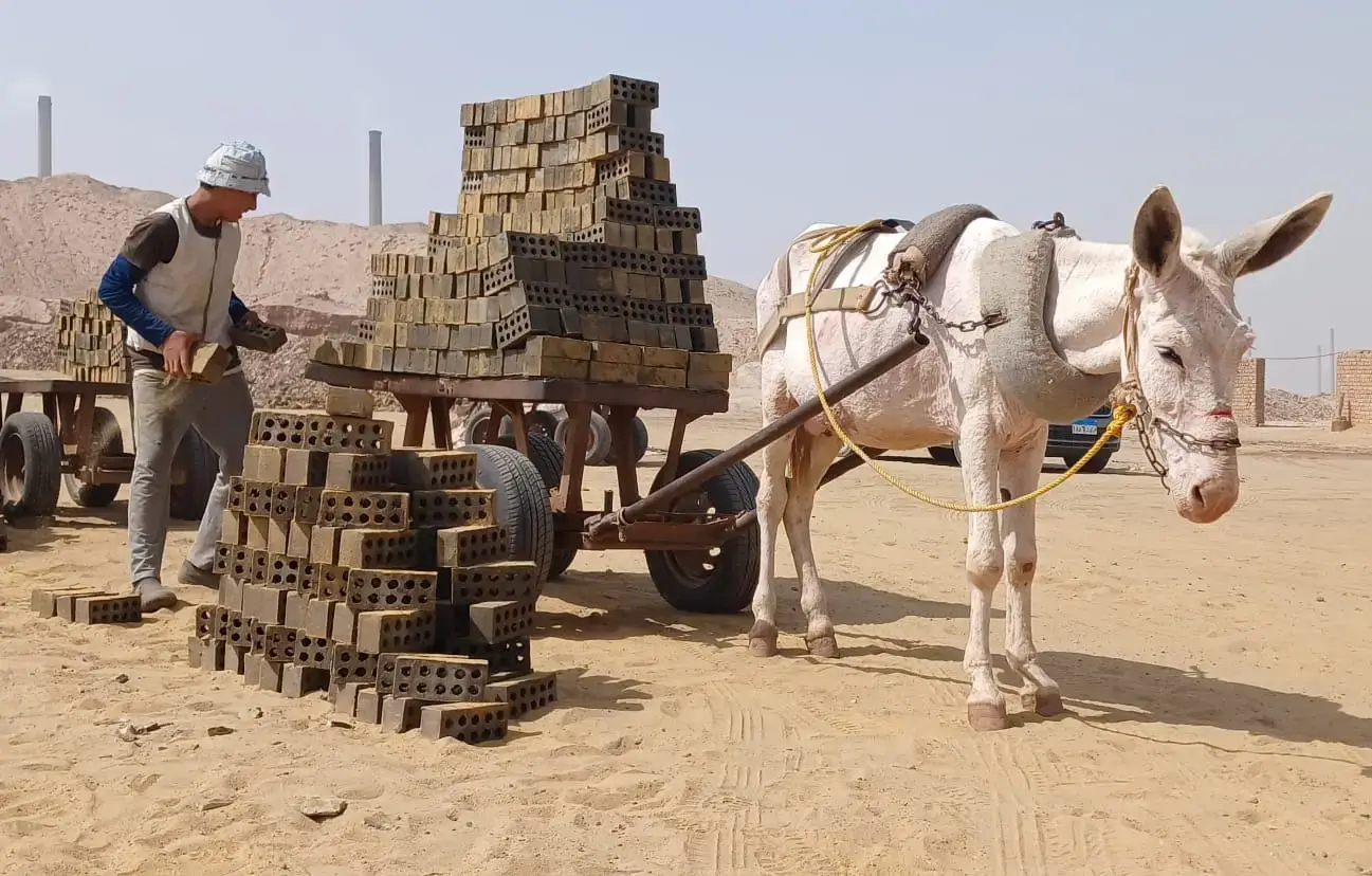 A working donkey harnessed to a laden brick cart at a kiln in Egypt