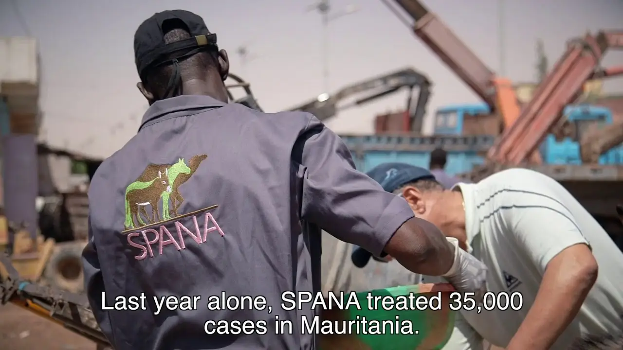Ann Widdecombe talking about working animals she met on a trip to Mauritania